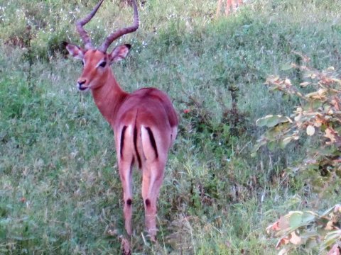 Tiere im Addo-Nationalpark - Teil 1