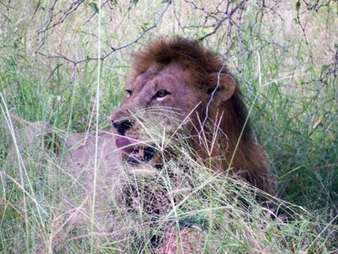 Tiere im Addo-Nationalpark - Teil 1
