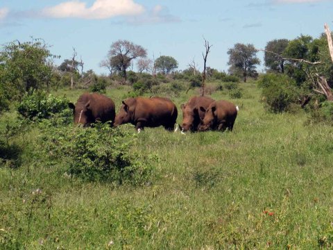 Tiere im Addo-Nationalpark - Teil 1