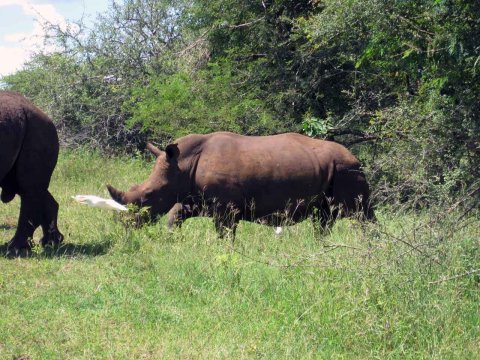 Tiere im Addo-Nationalpark - Teil 1