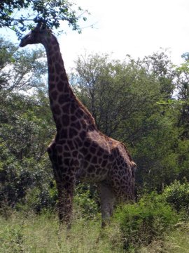 Tiere im Addo-Nationalpark - Teil 1