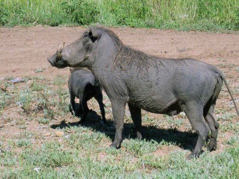 Tiere im Addo-Nationalpark - Teil 1