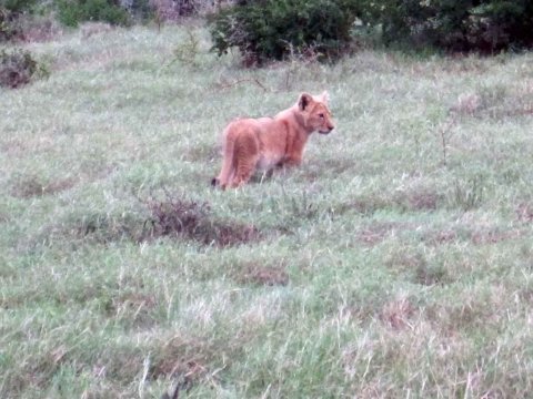 Tiere im Addo-Nationalpark - Teil 2
