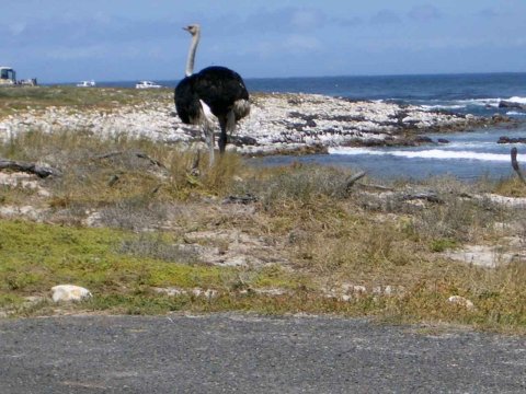 Tiere im Addo-Nationalpark - Teil 2