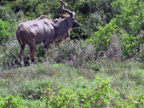 Tiere im Addo-Nationalpark - Teil 2