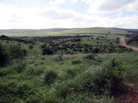 Tiere im Addo-Nationalpark - Teil 2