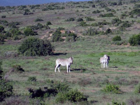 Tiere im Addo-Nationalpark - Teil 2