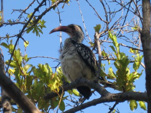 Tiere im Addo-Nationalpark - Teil 2