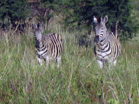 Tiere im Addo-Nationalpark - Teil 2