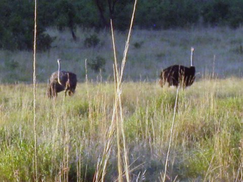 Tiere im Addo-Nationalpark - Teil 2
