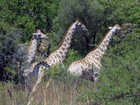Tiere im Addo-Nationalpark - Teil 2