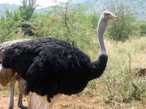 Tiere im Addo-Nationalpark - Teil 2