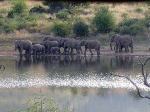 Tiere im Addo-Nationalpark - Teil 2