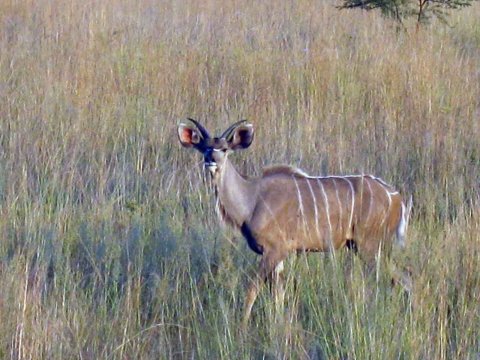 Tiere im Addo-Nationalpark - Teil 2