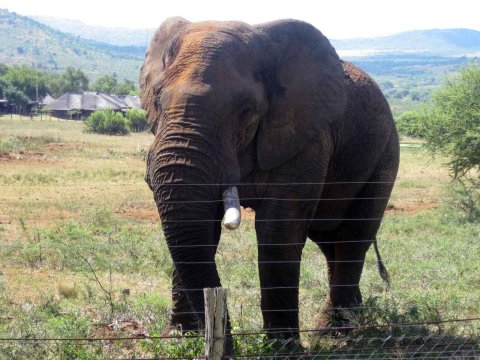Tiere im Addo-Nationalpark - Teil 2