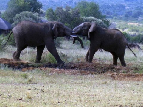 Tiere im Addo-Nationalpark - Teil 2