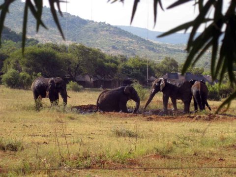 Tiere im Addo-Nationalpark - Teil 2