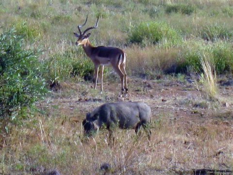 Tiere im Addo-Nationalpark - Teil 2