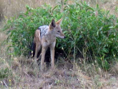 Tiere im Addo-Nationalpark - Teil 2