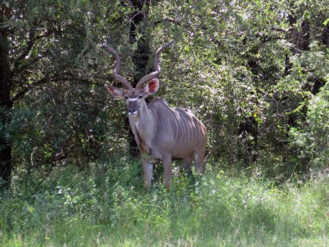 Tiere im Addo-Nationalpark - Teil 2