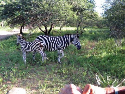 Tiere im Addo-Nationalpark - Teil 2
