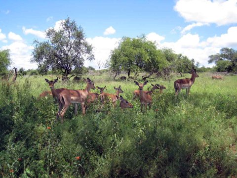 Tiere im Addo-Nationalpark - Teil 2