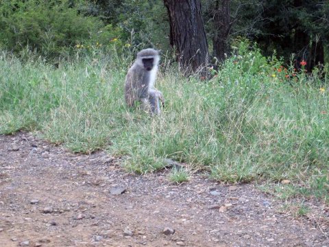 Tiere im Addo-Nationalpark - Teil 2