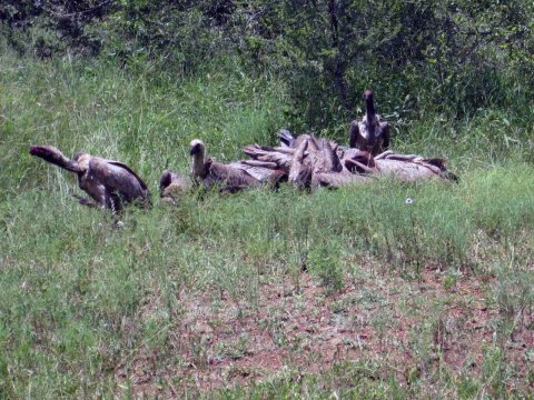 Tiere im Addo-Nationalpark - Teil 2