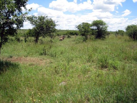 Tiere im Addo-Nationalpark - Teil 2