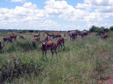 Tiere im Addo-Nationalpark - Teil 2