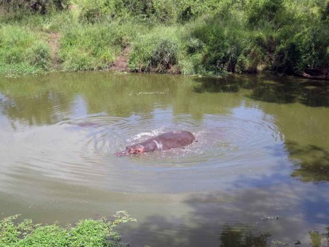 Tiere im Addo-Nationalpark - Teil 2