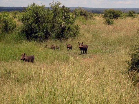 Tiere im Addo-Nationalpark - Teil 2