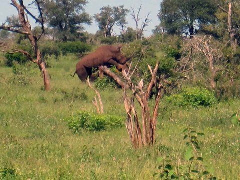 Tiere im Addo-Nationalpark - Teil 2