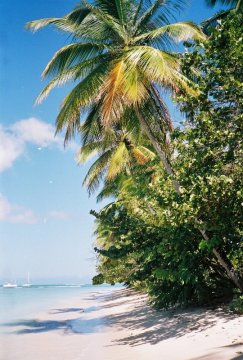 Tobago: Pigeon Point