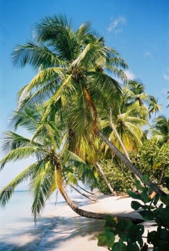 Tobago: Pigeon Point