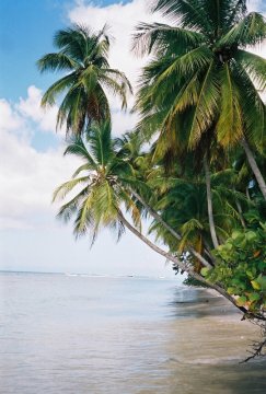 Tobago: Pigeon Point