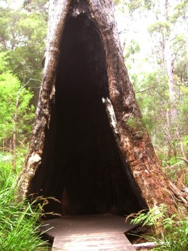 Tree Top Walk, Albany, WA