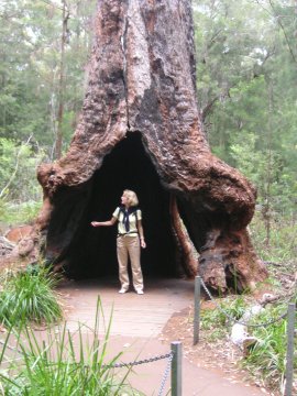 Tree Top Walk, Albany, WA