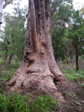 Tree Top Walk, Albany, WA