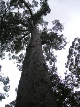 Tree Top Walk, Albany, WA