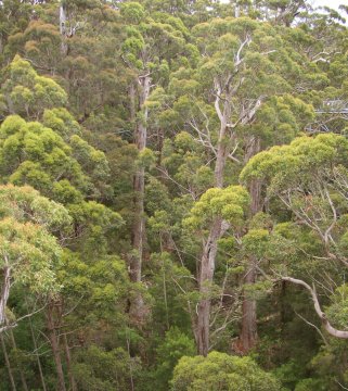 Tree Top Walk, Albany, WA