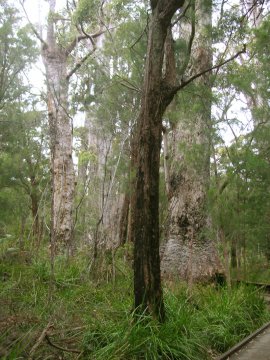 Tree Top Walk, Albany, WA