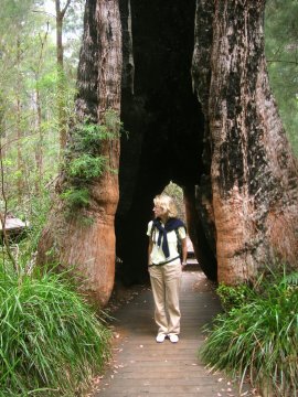 Tree Top Walk, Albany, WA