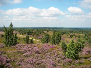 Lüneburger-Heide, Deutschland