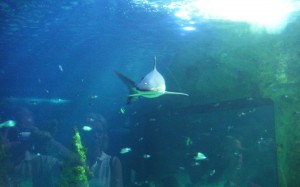 Sydney Aquarium