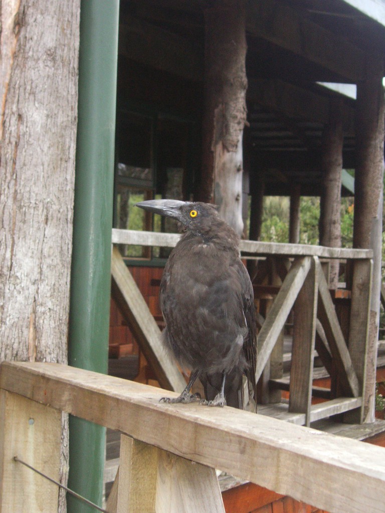 Cradl Mountain, Tasmanien, Australien