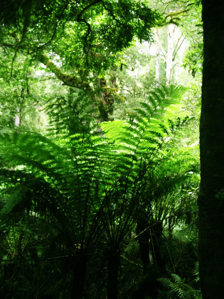 Maits Rest, Victoria, Australien