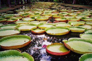 Botanischer Garten, Mauritius