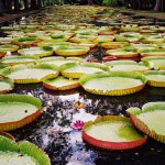 Botanischer Garten, Pampelmousse, Mauritius