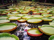 Botanischer Garten, Pampelmousse, Mauritius